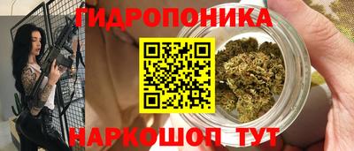 шишки Аргун